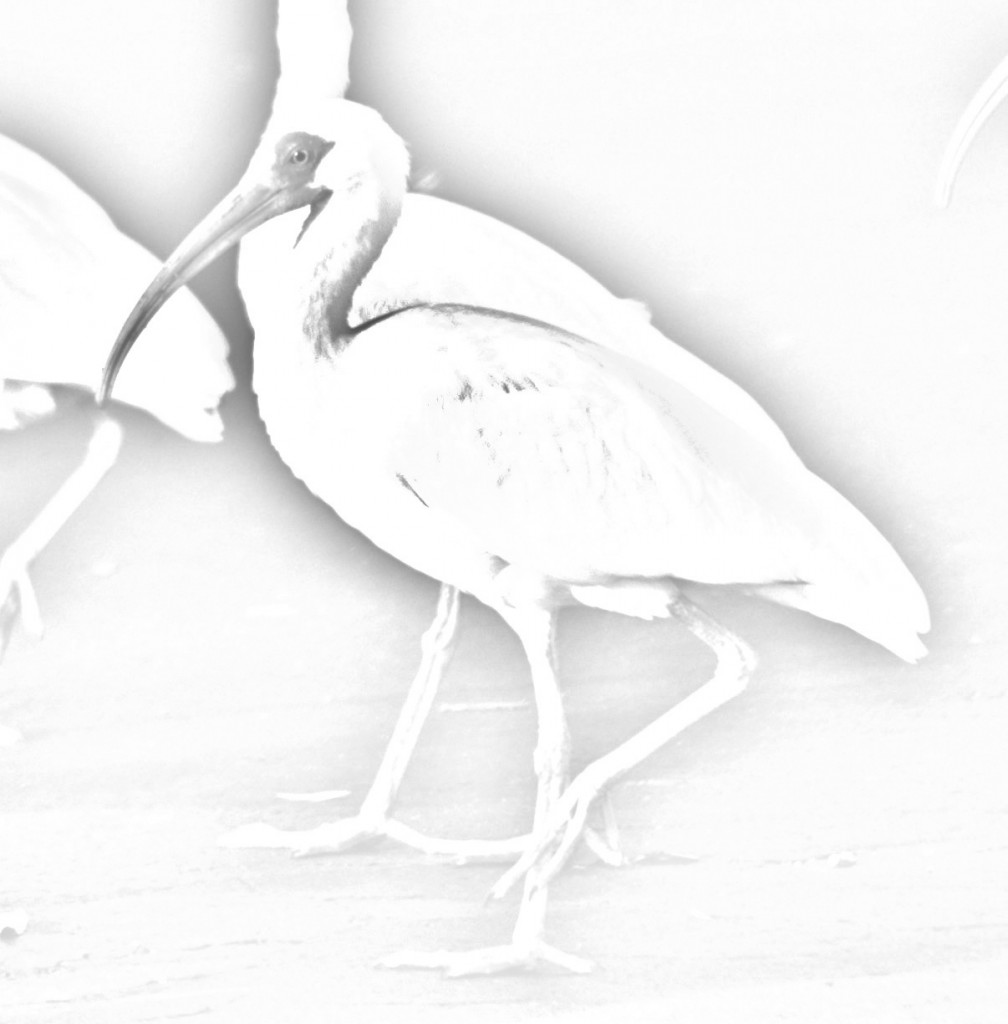 white-ibis-copy-audubon-everglades