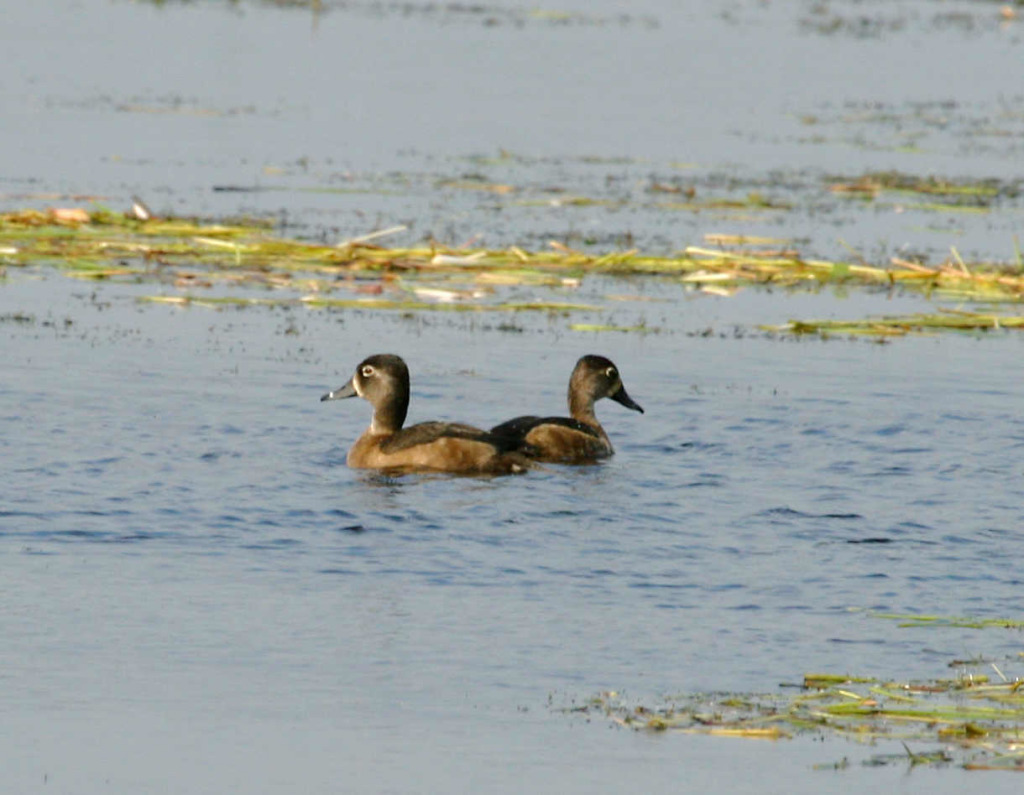 Ring-necked Ducks (Female) ARM Loxahatchee NWR 11-22-06 « Audubon ...