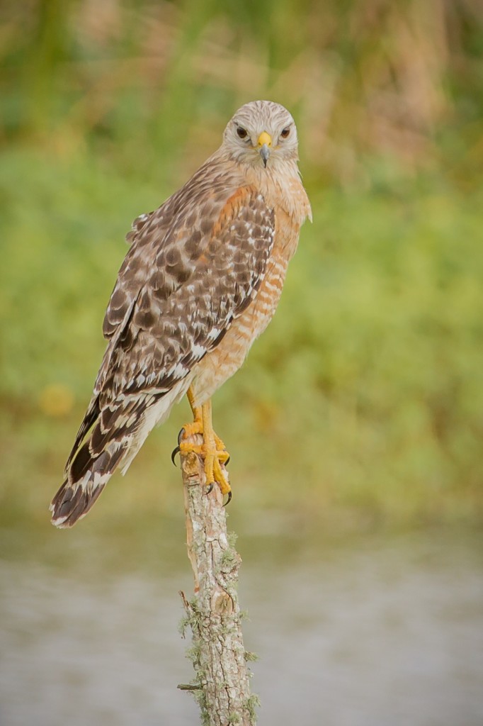 Red-shouldered Hawk – Audubon Everglades