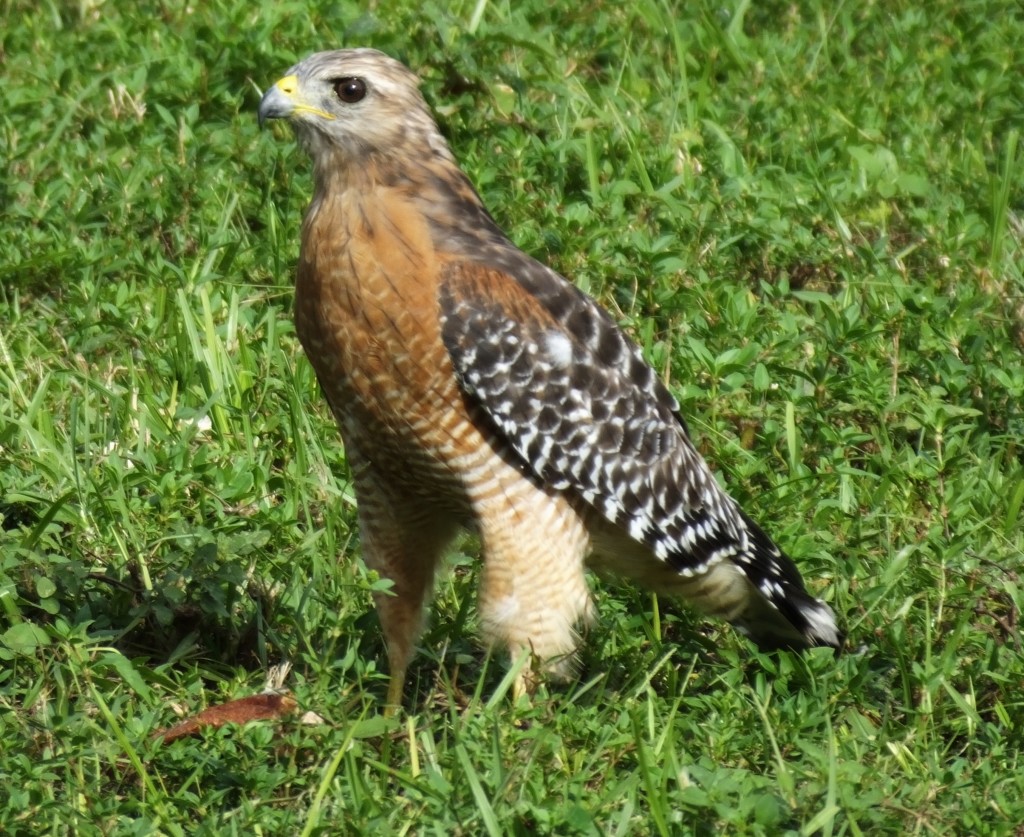 Red-shouldered Hawk by Sandi Smolker – Audubon Everglades