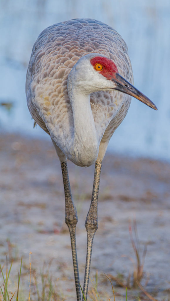 Sandhill Crane « Audubon Everglades